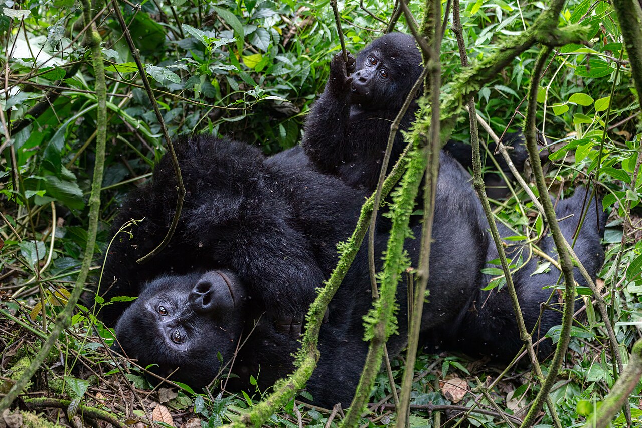 Uganda