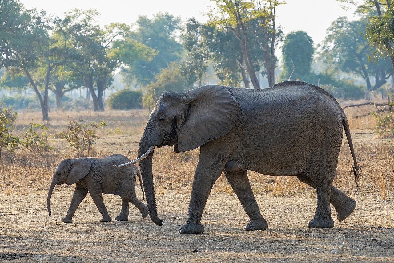Zambia
